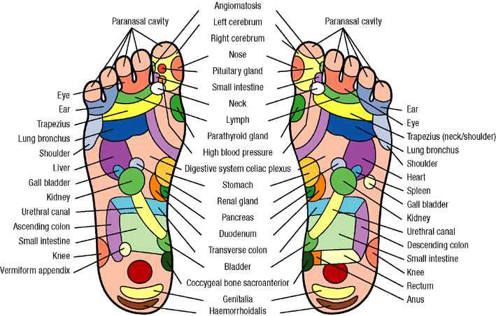 Foot Reflection Chart